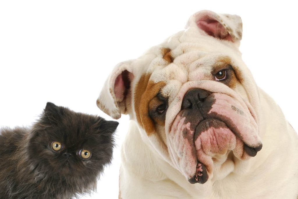Pet Rescue Discount Pic